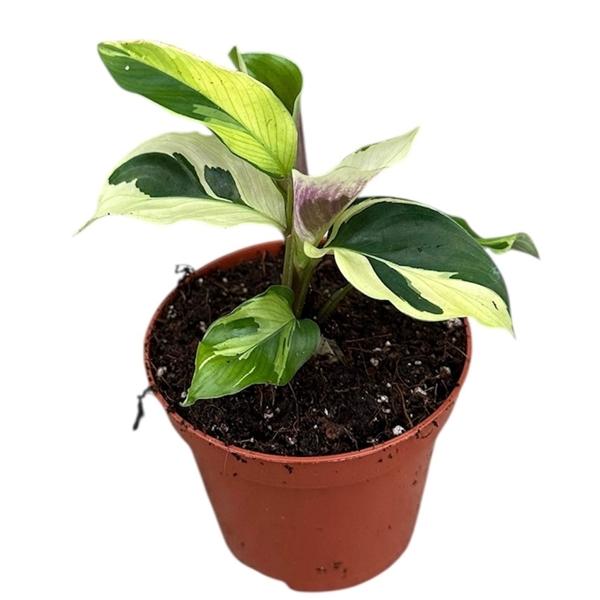 Горшечные цветы и растения оптом Calathea Yellow Fusion от 1шт (для телеги) из Голландии с доставкой по России