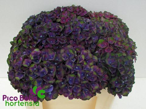 Срезанные цветы оптом Hydrangea mag charlotte blue от 10шт из Голландии с доставкой по России