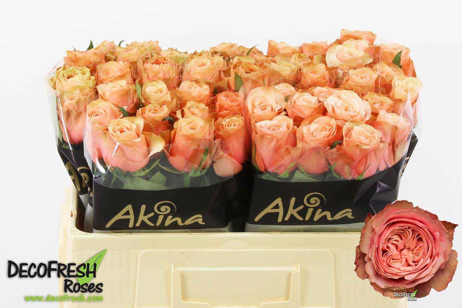 Срезанные цветы оптом Rosa la kahala от 60шт из Голландии с доставкой по России
