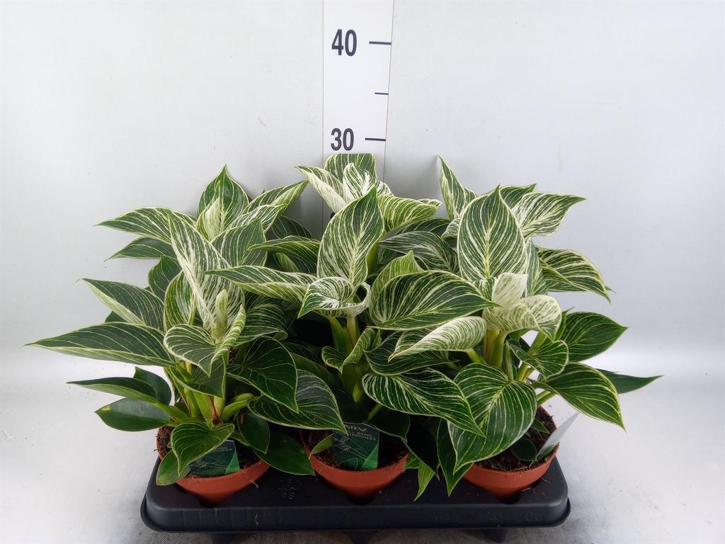 Горшечные цветы и растения оптом Philodendron Black Cardinal от 6шт из Голландии с доставкой по России