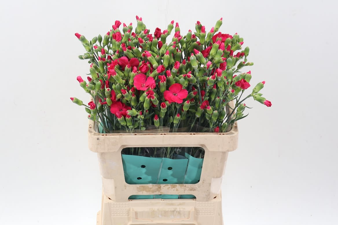 Срезанные цветы оптом Dianthus sp solomio imre от 60шт из Голландии с доставкой по России
