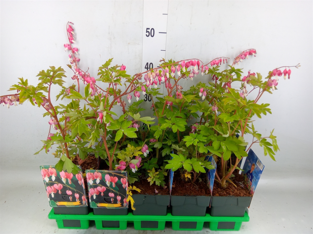 Горшечные цветы и растения оптом Dicentra Spectabilis от 10шт из Голландии с доставкой по России