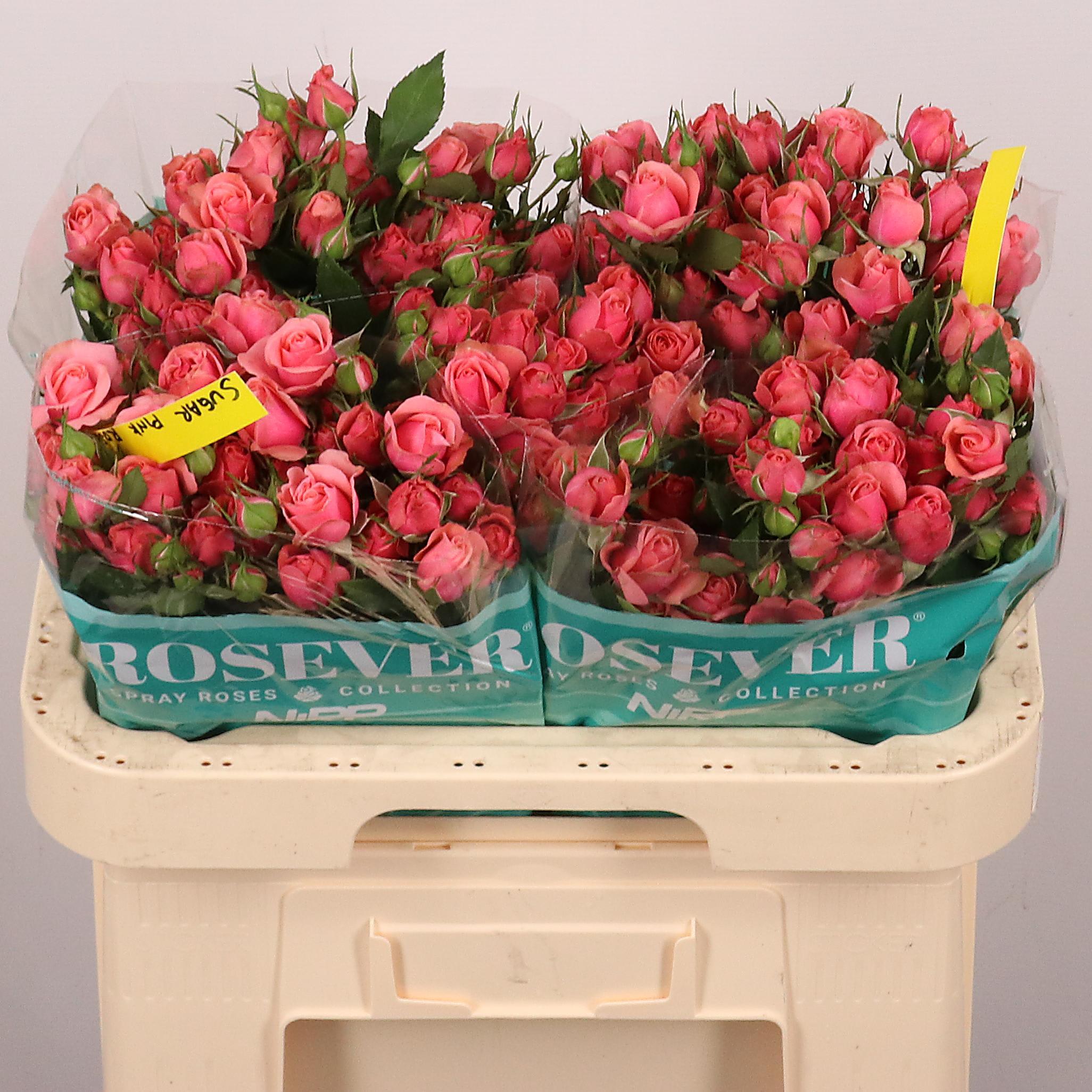 Срезанные цветы оптом Rosa large sugar plum от 30шт из Голландии с доставкой по России