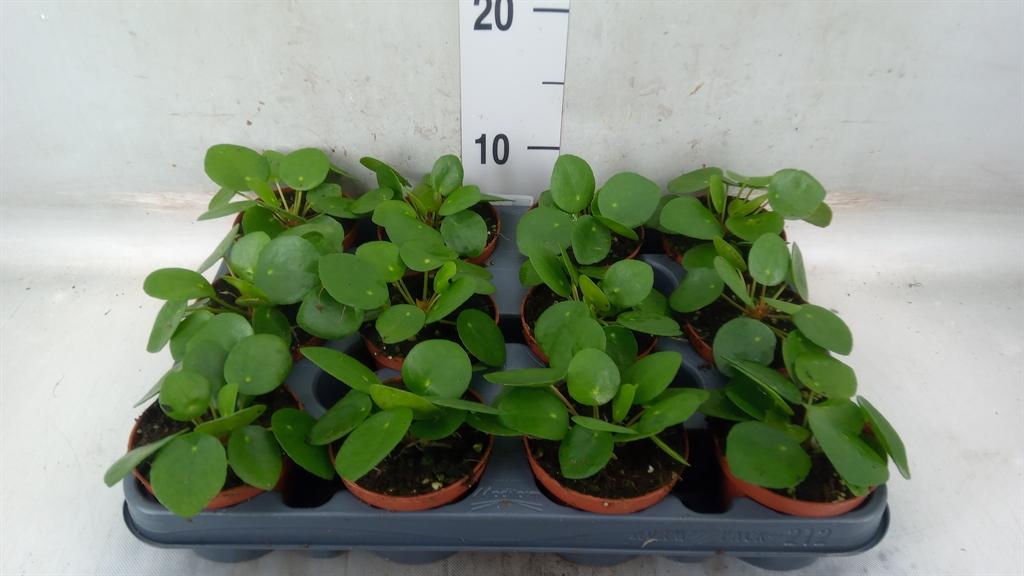 Горшечные цветы и растения оптом Pilea Peperomioides от 12шт (для телеги) из Голландии с доставкой по России