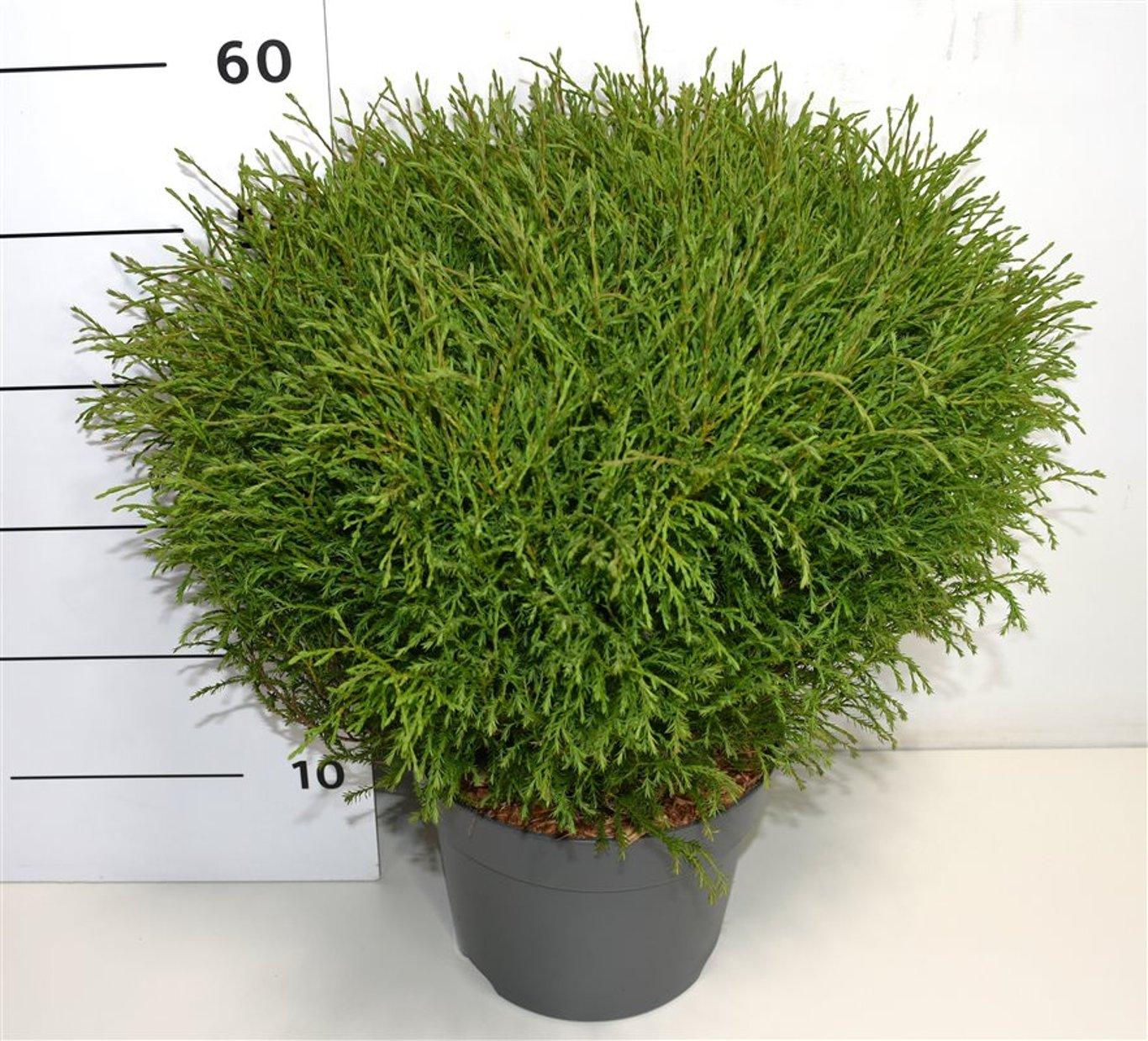Горшечные цветы и растения оптом Thuja Occ. mr Bowling Ball от 1шт из Голландии с доставкой по России