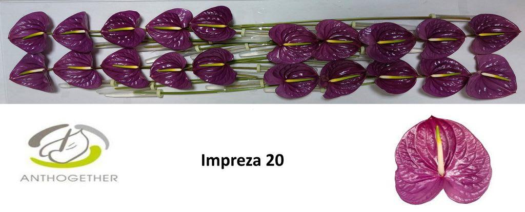 Срезанные цветы оптом Anthurium impreza от 20шт из Голландии с доставкой по России