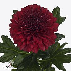 Срезанные цветы оптом Chrys bl lamira red от 60шт из Голландии с доставкой по России