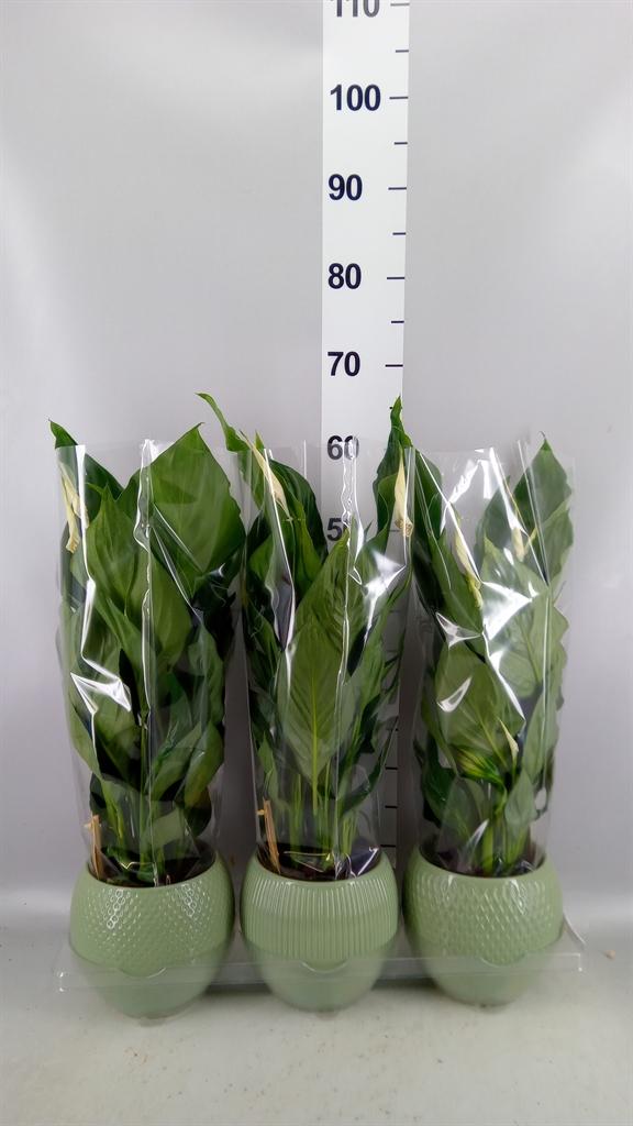 Горшечные цветы и растения оптом Spathiphyllum sweet Ricardo от 3шт из Голландии с доставкой по России