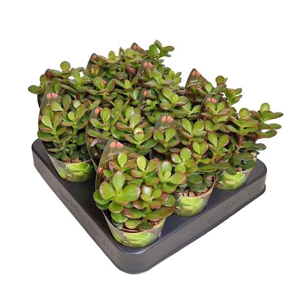 Горшечные цветы и растения оптом Crassula Portulacea Mini Potcover от 12шт из Голландии с доставкой по России