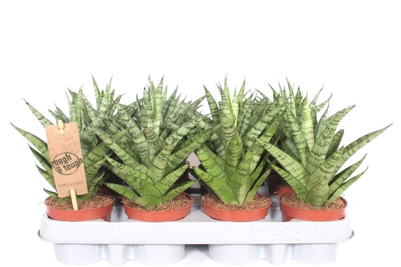 Горшечные цветы и растения оптом Sansevieria Tough Lady от 12шт (для телеги) из Голландии с доставкой по России