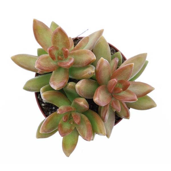 Горшечные цветы и растения оптом Sedum Nussbaumerianum от 12шт (для телеги) из Голландии с доставкой по России