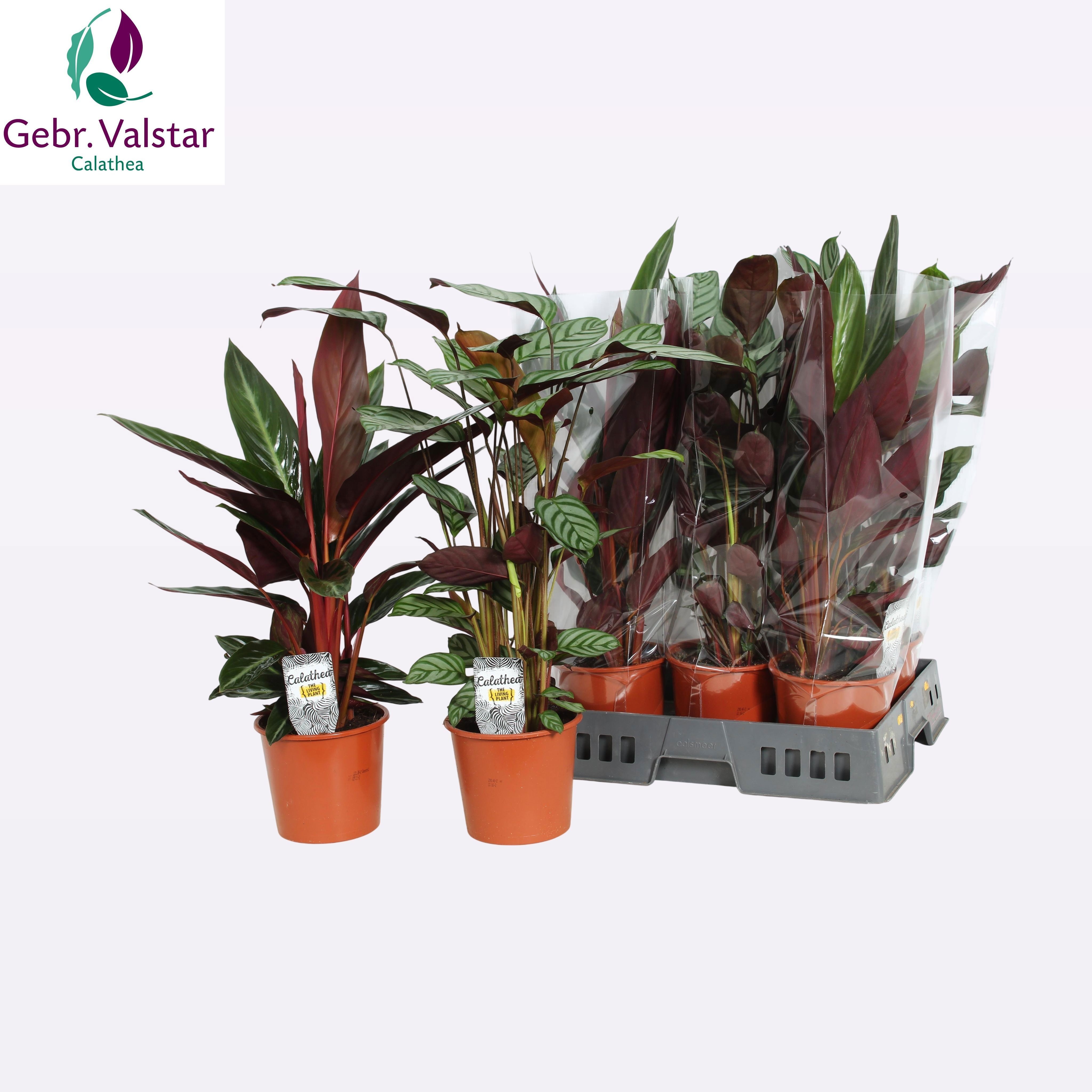 Горшечные цветы и растения оптом Calat Gem от 6шт из Голландии с доставкой по России