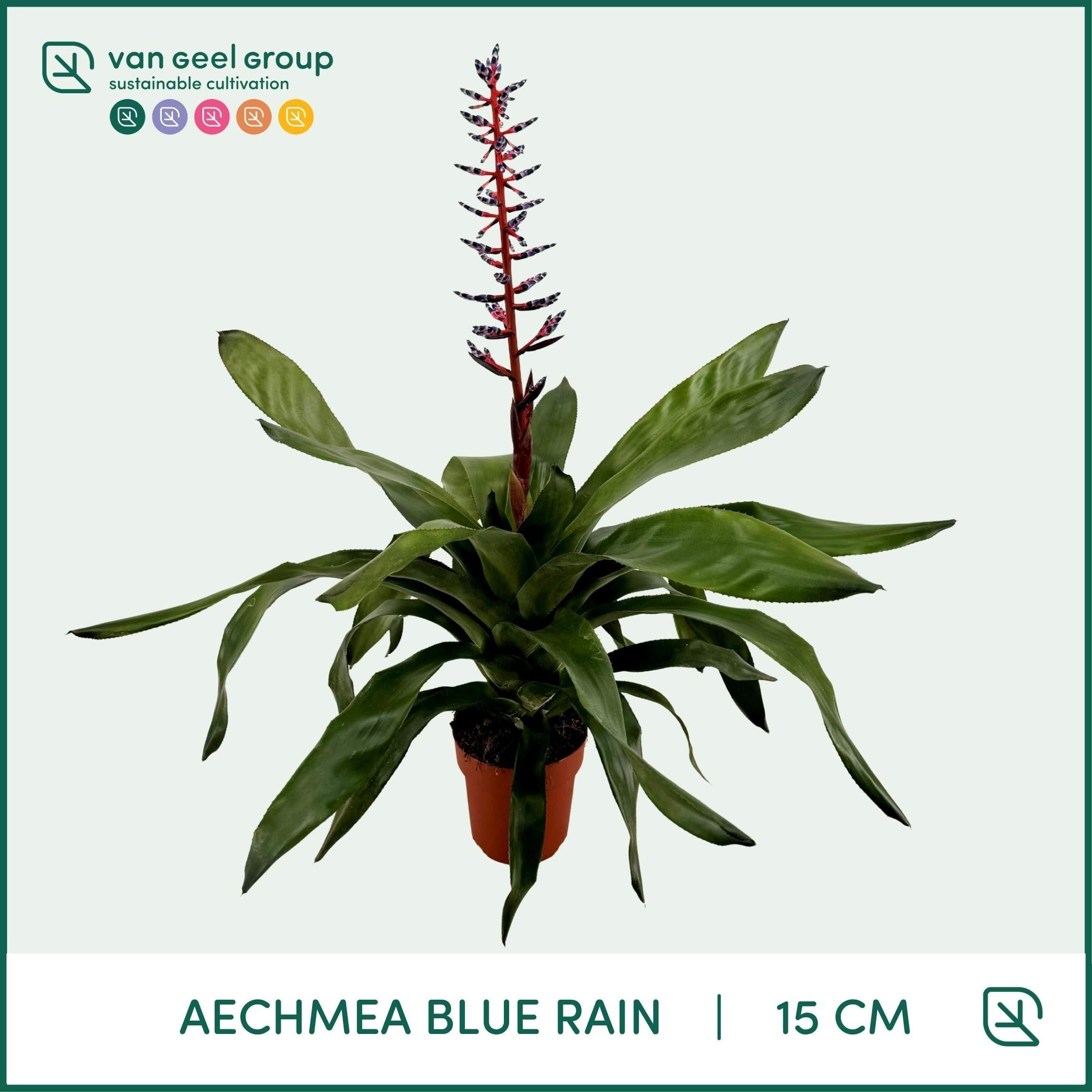 Горшечные цветы и растения оптом Aechmea Blue Rain от 6шт из Голландии с доставкой по России