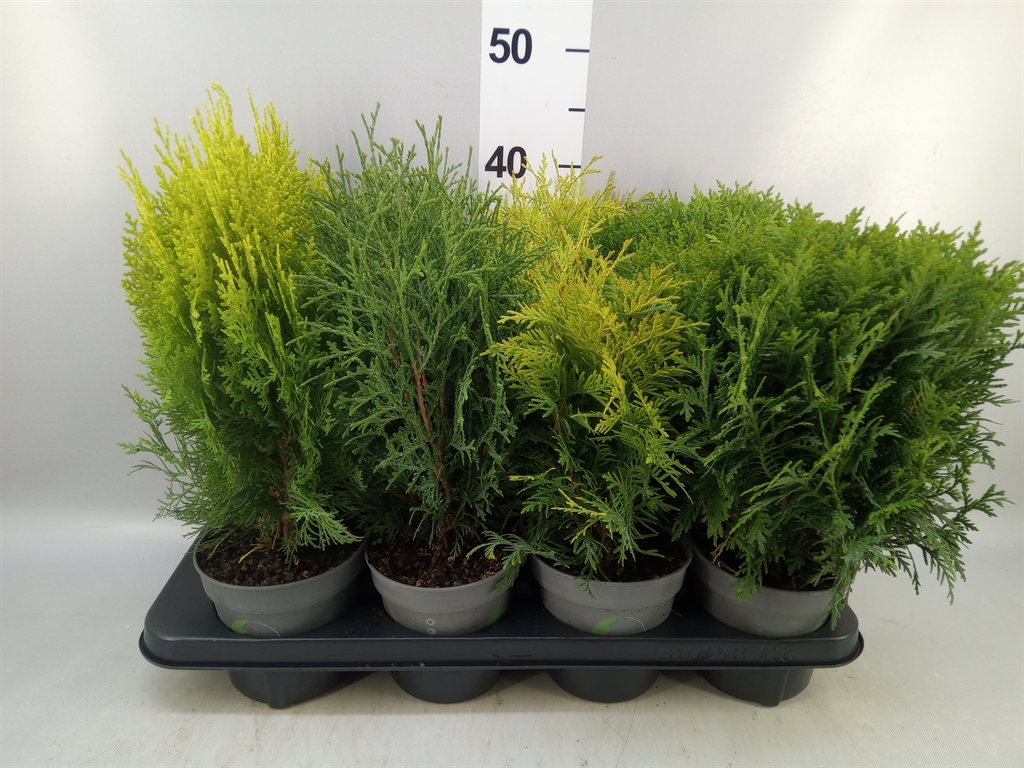 Горшечные цветы и растения оптом Thuja Occid. от 8шт из Голландии с доставкой по России