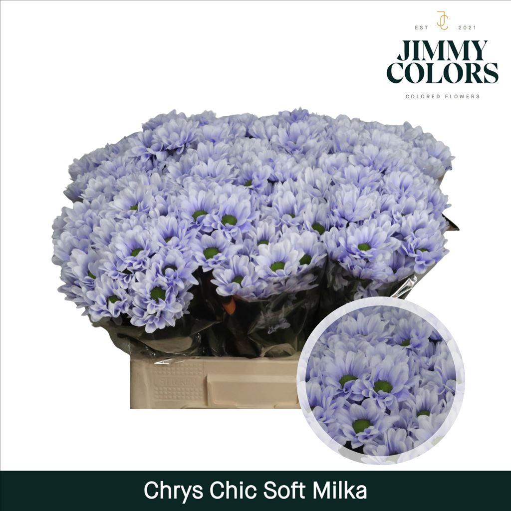 Срезанные цветы оптом Chrys sp paint chic soft milka от 40шт из Голландии с доставкой по России