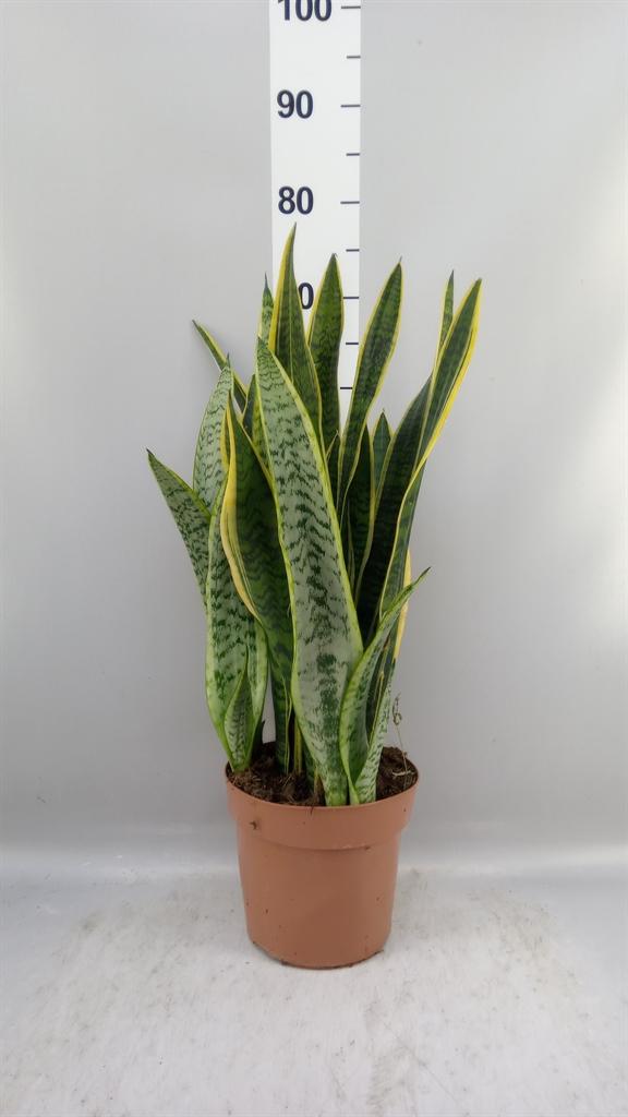 Горшечные цветы и растения оптом Sansevieria Trifa. laurentii от 1шт из Голландии с доставкой по России