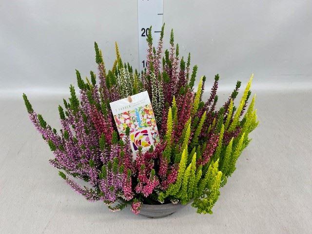 Горшечные цветы и растения оптом Calluna Vulg. beauty L Mosaica от 1шт из Голландии с доставкой по России