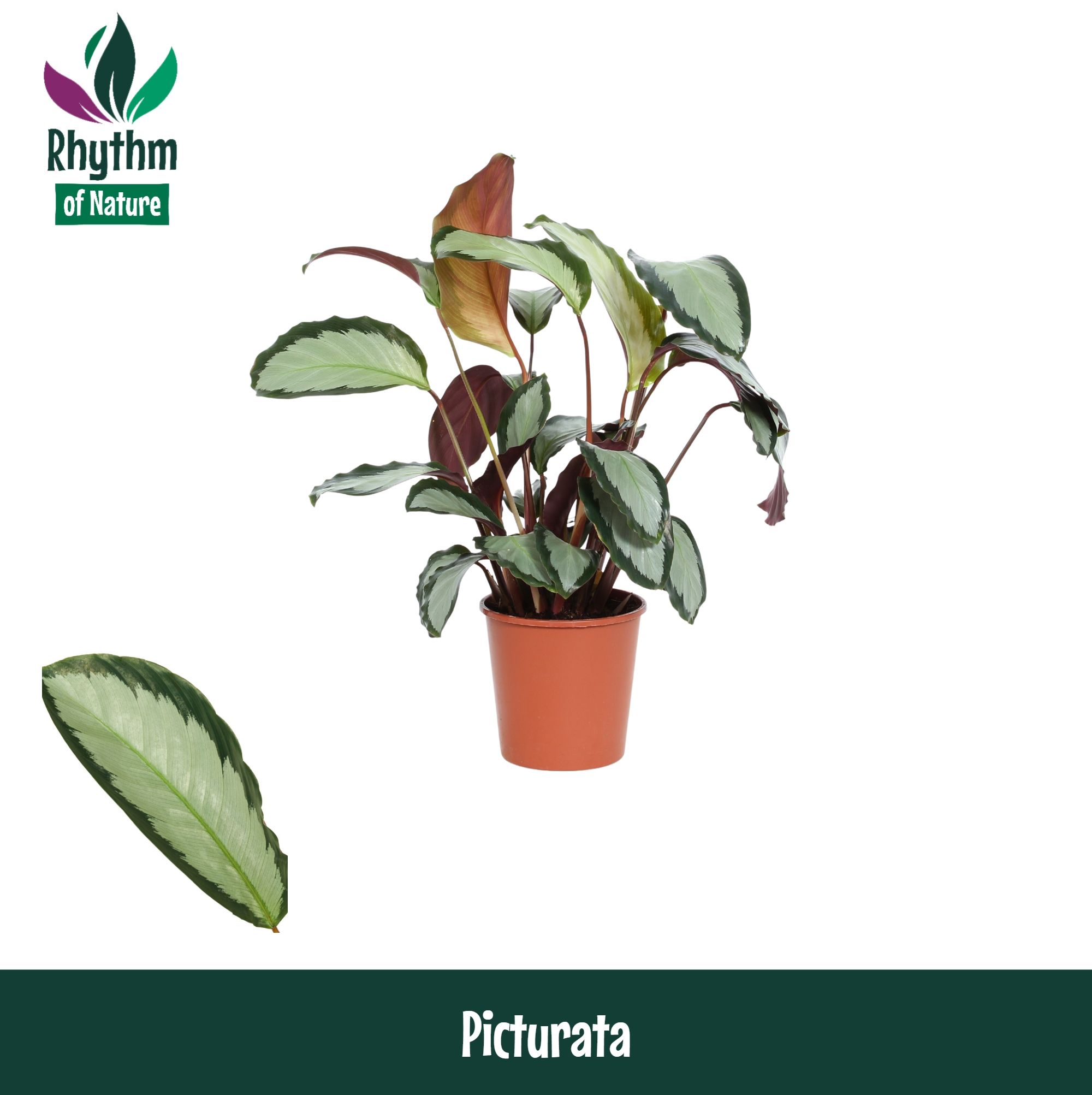 Горшечные цветы и растения оптом Calathea Picturata Rhythm Of Nature от 10шт из Голландии с доставкой по России