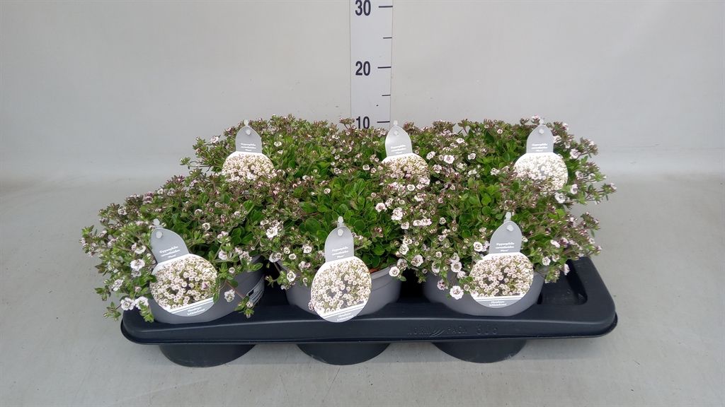Горшечные цветы и растения оптом Gypsophila Cerastioides от 6шт из Голландии с доставкой по России