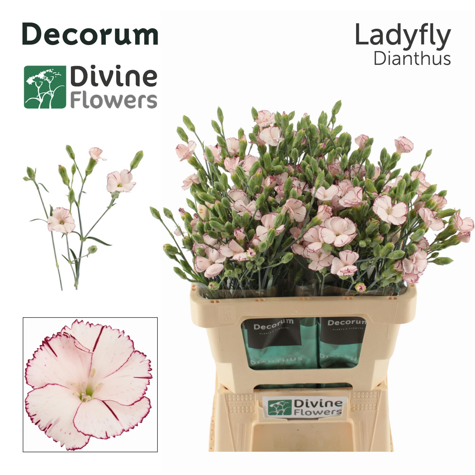 Срезанные цветы оптом Dianthus sp solandis ladyfly от 60шт из Голландии с доставкой по России