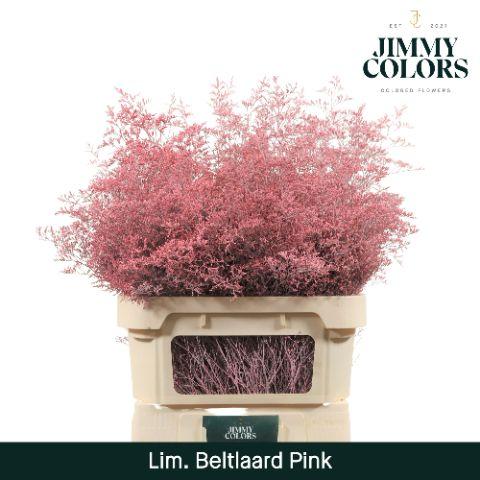 Срезанные цветы оптом Limonium beltlaard paint pink от 25шт из Голландии с доставкой по России