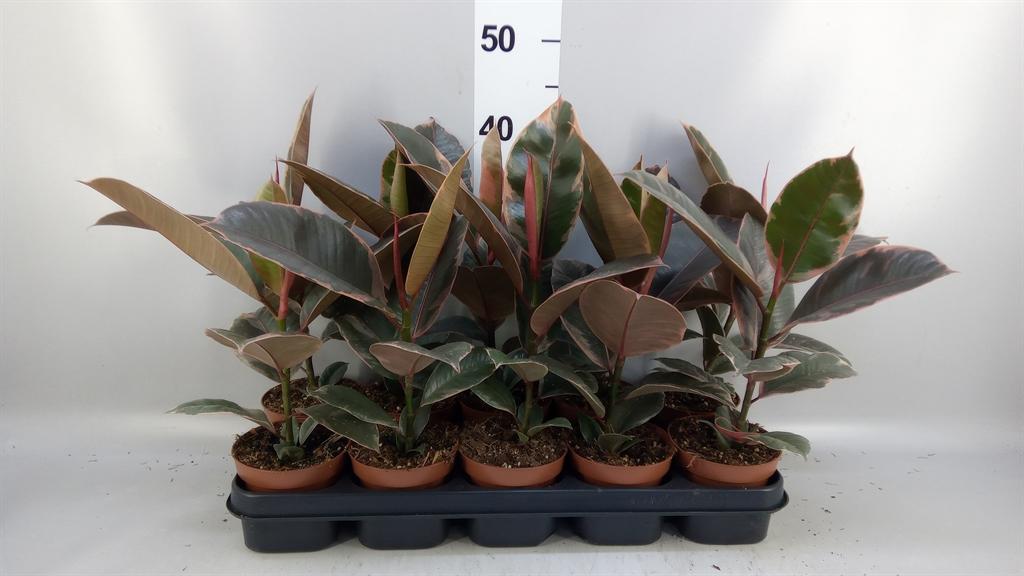 Горшечные цветы и растения оптом Ficus Elastica belize от 10шт из Голландии с доставкой по России