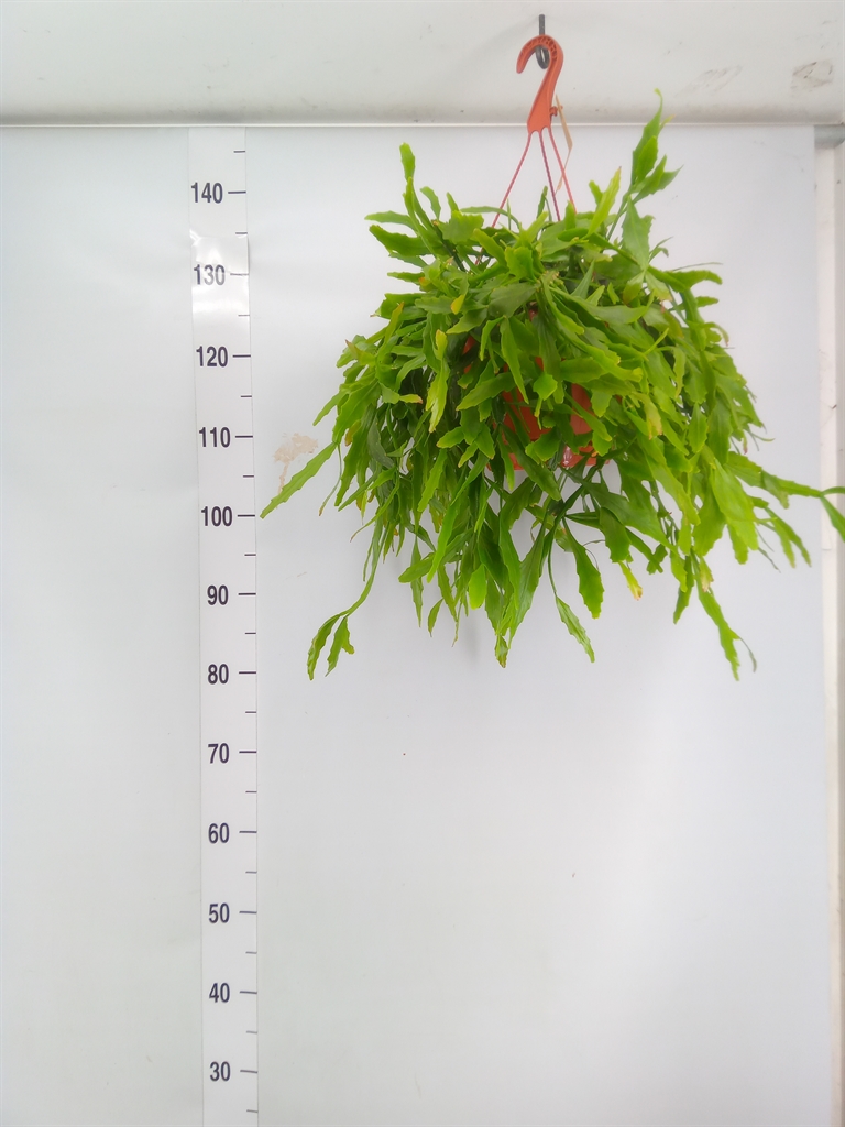 Горшечные цветы и растения оптом Rhipsalis   ... от 1шт из Голландии с доставкой по России