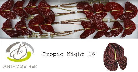 Срезанные цветы оптом Anthurium tropic night от 16шт из Голландии с доставкой по России