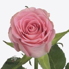 Срезанные цветы оптом Rosa large seductive от 50шт из Голландии с доставкой по России