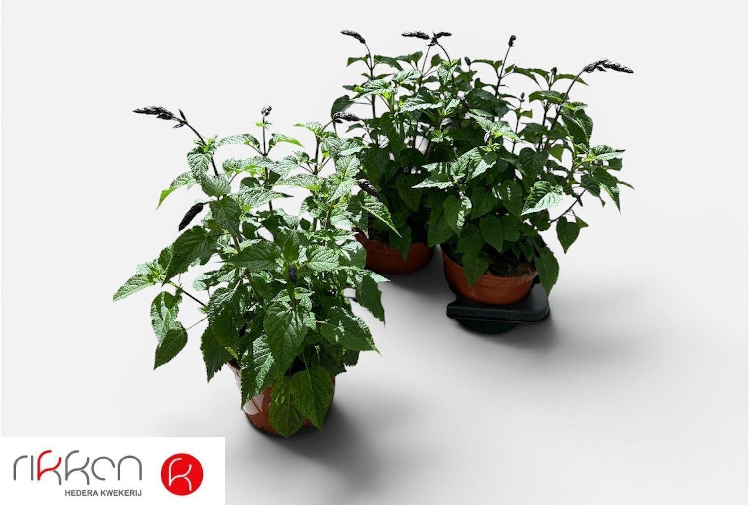 Горшечные цветы и растения оптом Salvia Lake Blueberr от 3шт из Голландии с доставкой по России