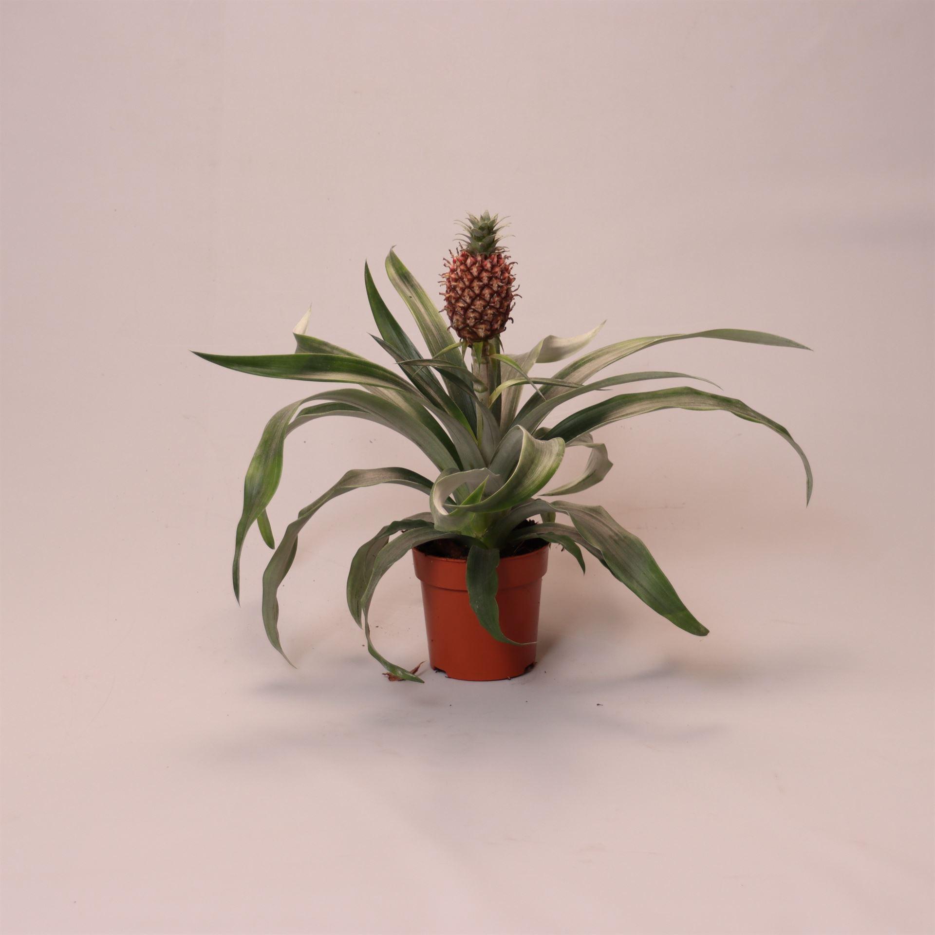 Горшечные цветы и растения оптом Ananas rosita от 6шт из Голландии с доставкой по России
