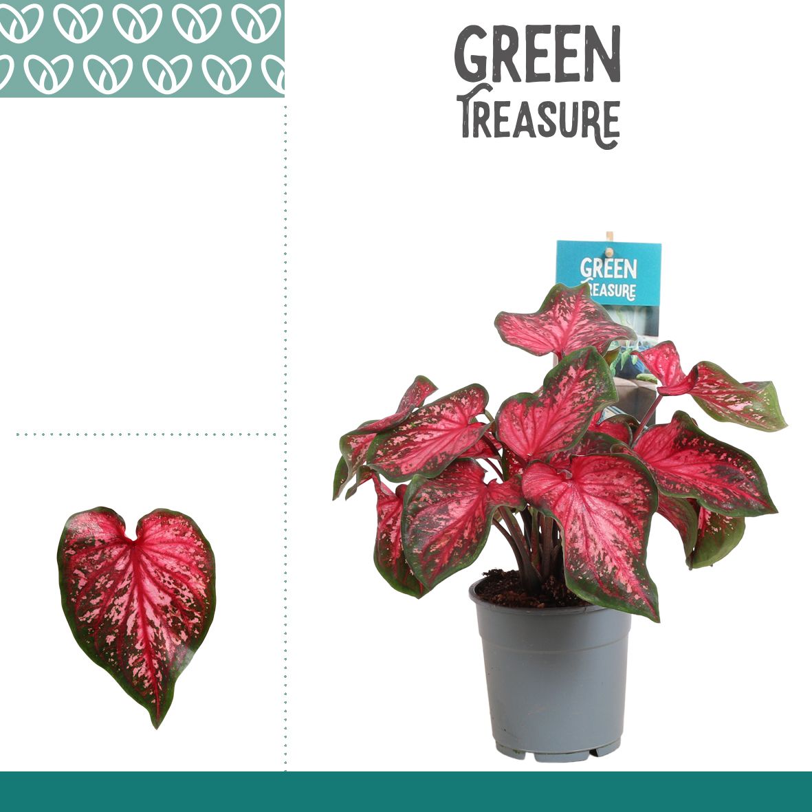 Горшечные цветы и растения оптом Caladium Scarlet Flame от 6шт из Голландии с доставкой по России