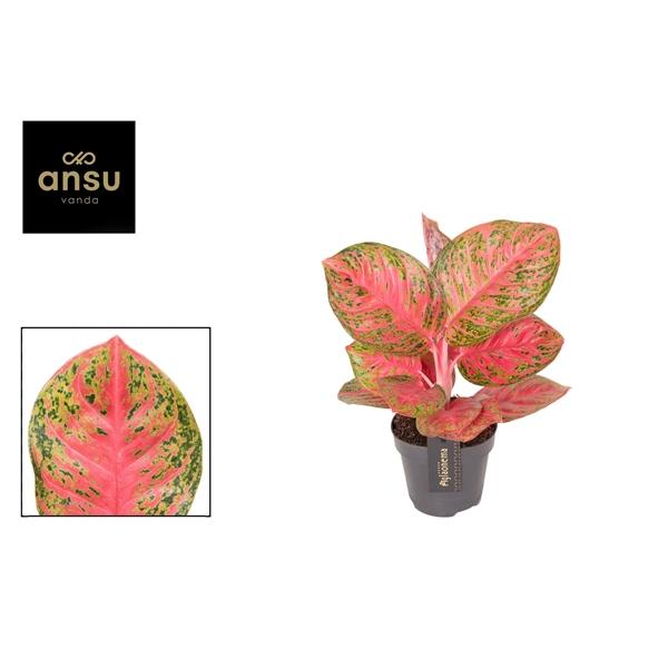 Горшечные цветы и растения оптом Aglaonema Red Balloon от 6шт из Голландии с доставкой по России