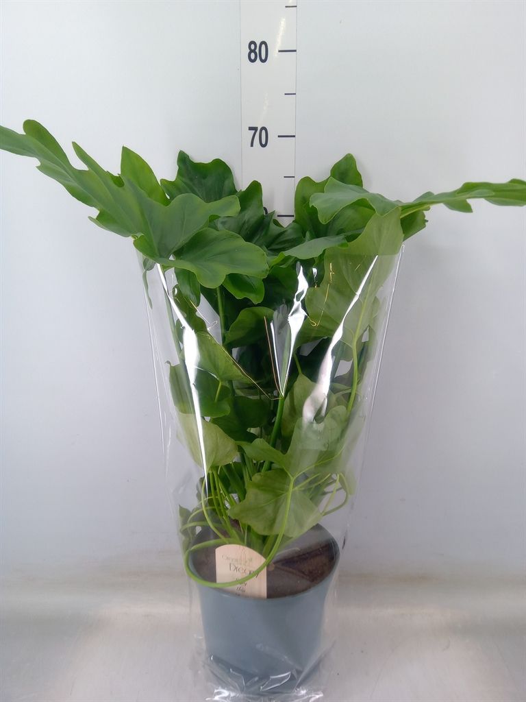 Горшечные цветы и растения оптом Philodendron   ... от 1шт из Голландии с доставкой по России