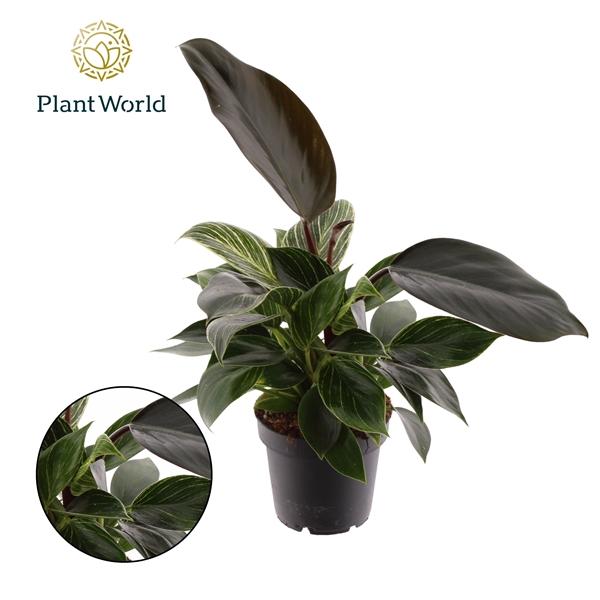 Горшечные цветы и растения оптом Philodendron Maximus от 7шт из Голландии с доставкой по России