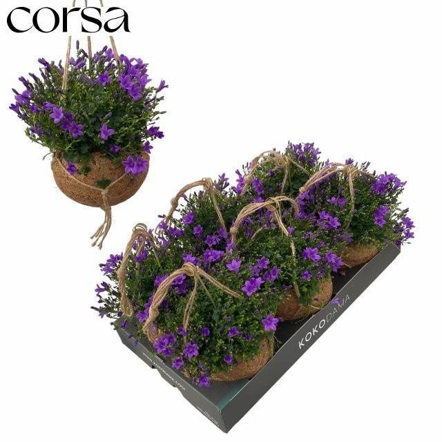 Горшечные цветы и растения оптом Camp Portenschlagian от 6шт (для телеги) из Голландии с доставкой по России