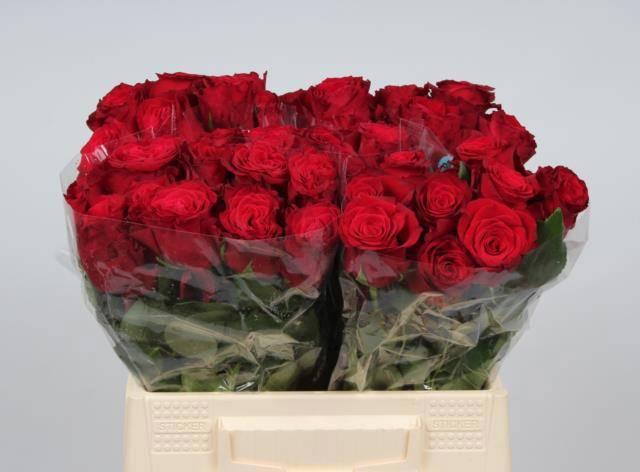 Срезанные цветы оптом Rosa large rhodos от 50шт из Голландии с доставкой по России