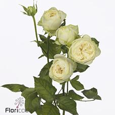 Срезанные цветы оптом Rosa spray ayala! от 15шт из Голландии с доставкой по России