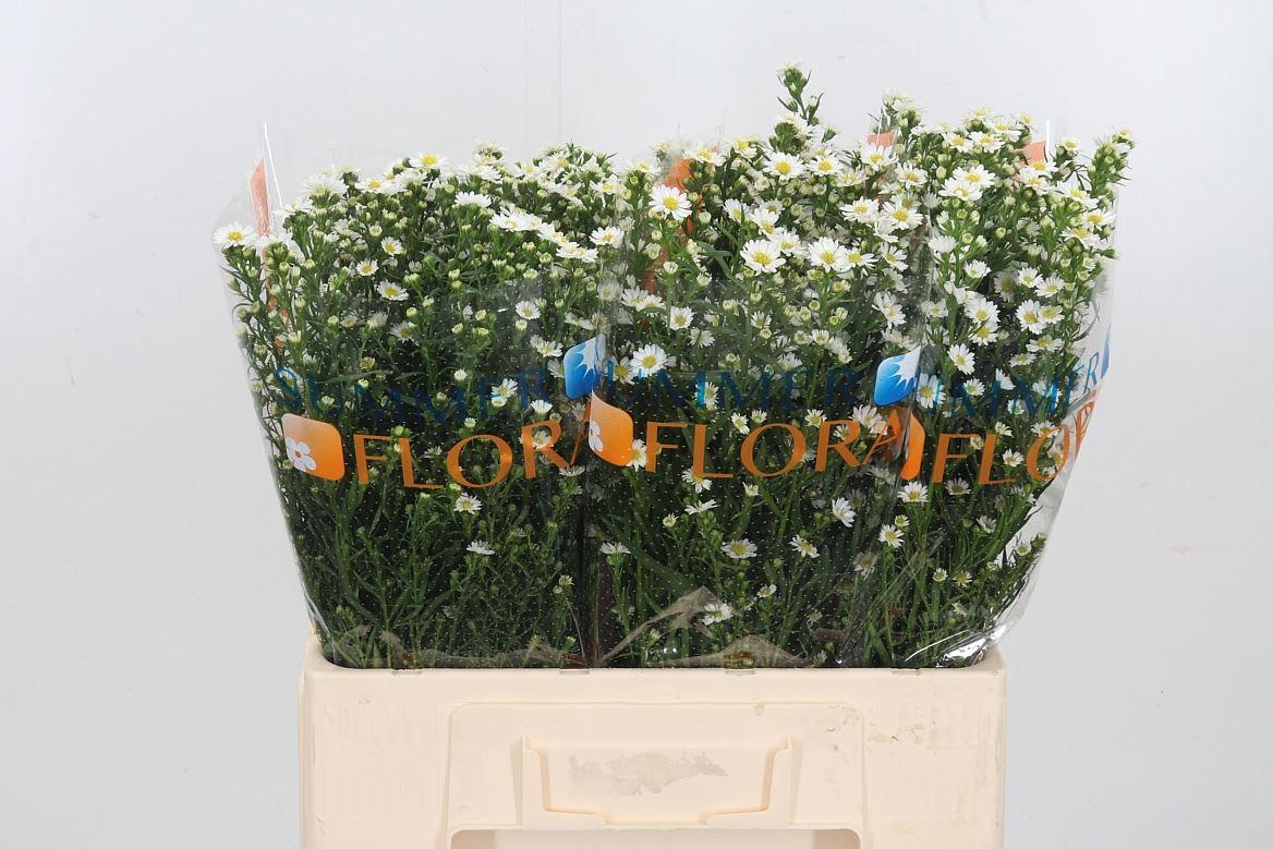 Срезанные цветы оптом Aster paquita от 150шт из Голландии с доставкой по России Срезанные цветы оптом Aster paquita от 150шт из Голландии с доставкой по России