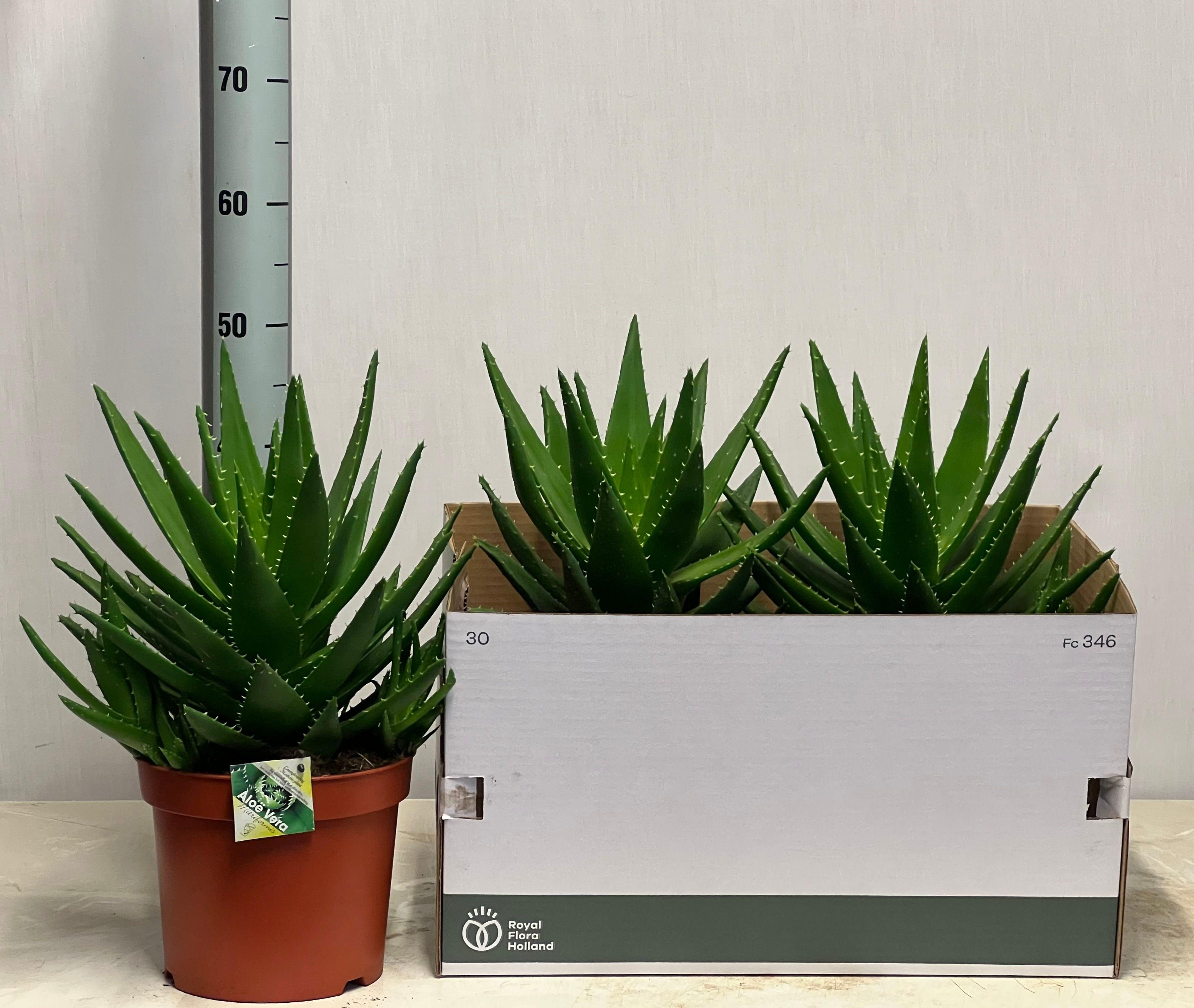 Горшечные цветы и растения оптом Aloe Perfoliata от 2шт из Голландии с доставкой по России
