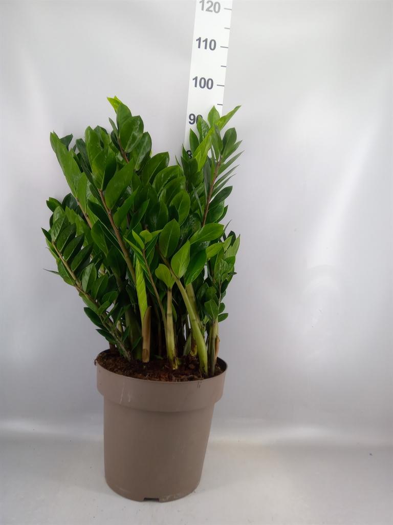 Горшечные цветы и растения оптом Zamioculcas Zamiifolia от 1шт из Голландии с доставкой по России