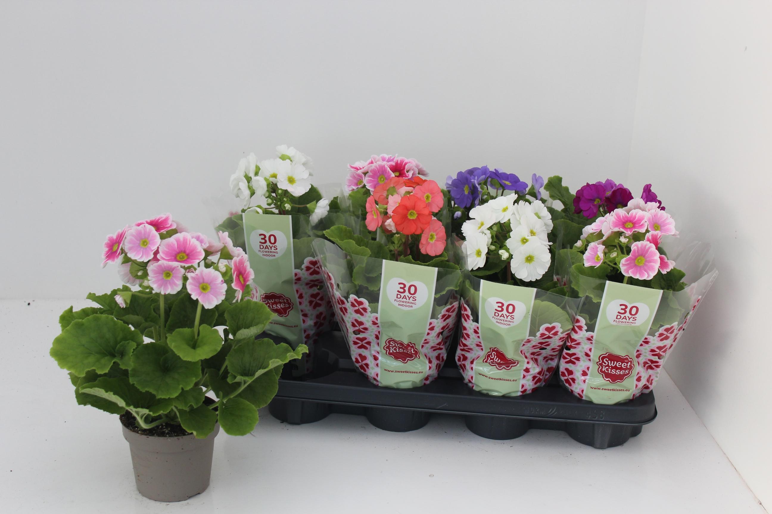 Горшечные цветы и растения оптом Prim Ob Sweetk A Gem от 8шт из Голландии с доставкой по России