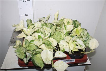 Горшечные цветы и растения оптом ** Epipr Happy Leaf * Autumn Promo ** от 6шт из Голландии с доставкой по России