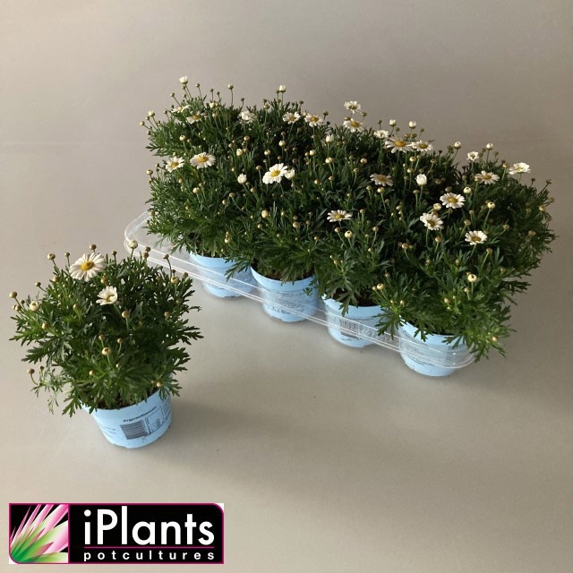 Горшечные цветы и растения оптом Arg La Rita C White от 10шт из Голландии с доставкой по России