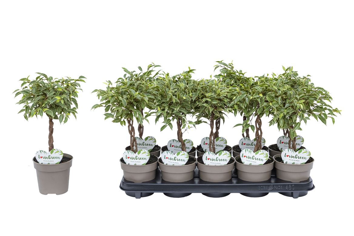 Горшечные цветы и растения оптом Ficus Be Kumani Twisted Stem от 10шт из Голландии с доставкой по России