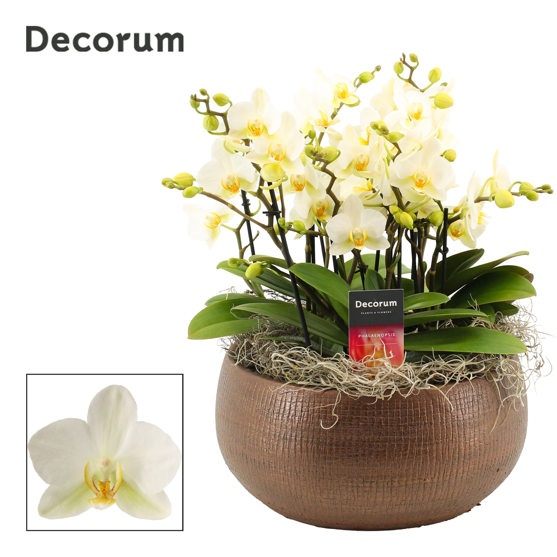 Горшечные цветы и растения оптом Phal Mf An Lausanne от 1шт'' из Голландии с доставкой по России