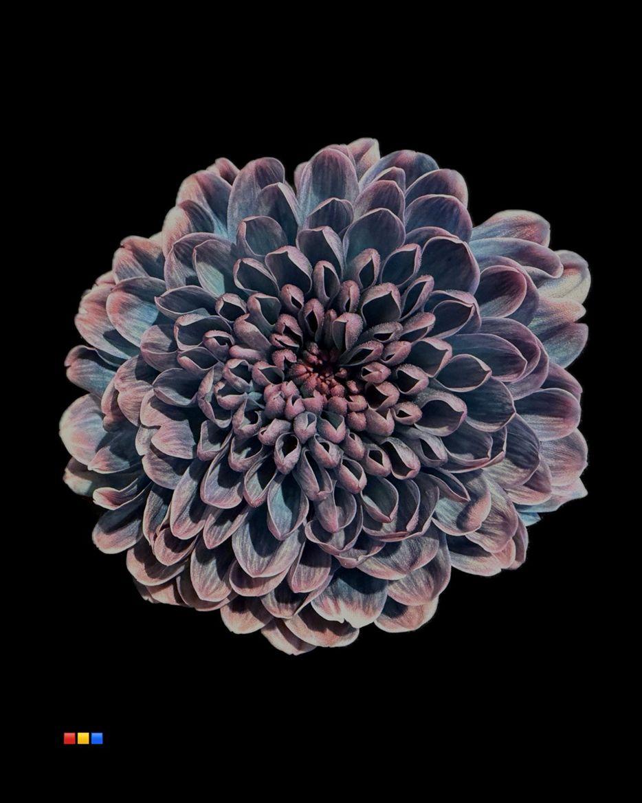 Срезанные цветы оптом Chrys sp paint altaj petrol от 40шт из Голландии с доставкой по России