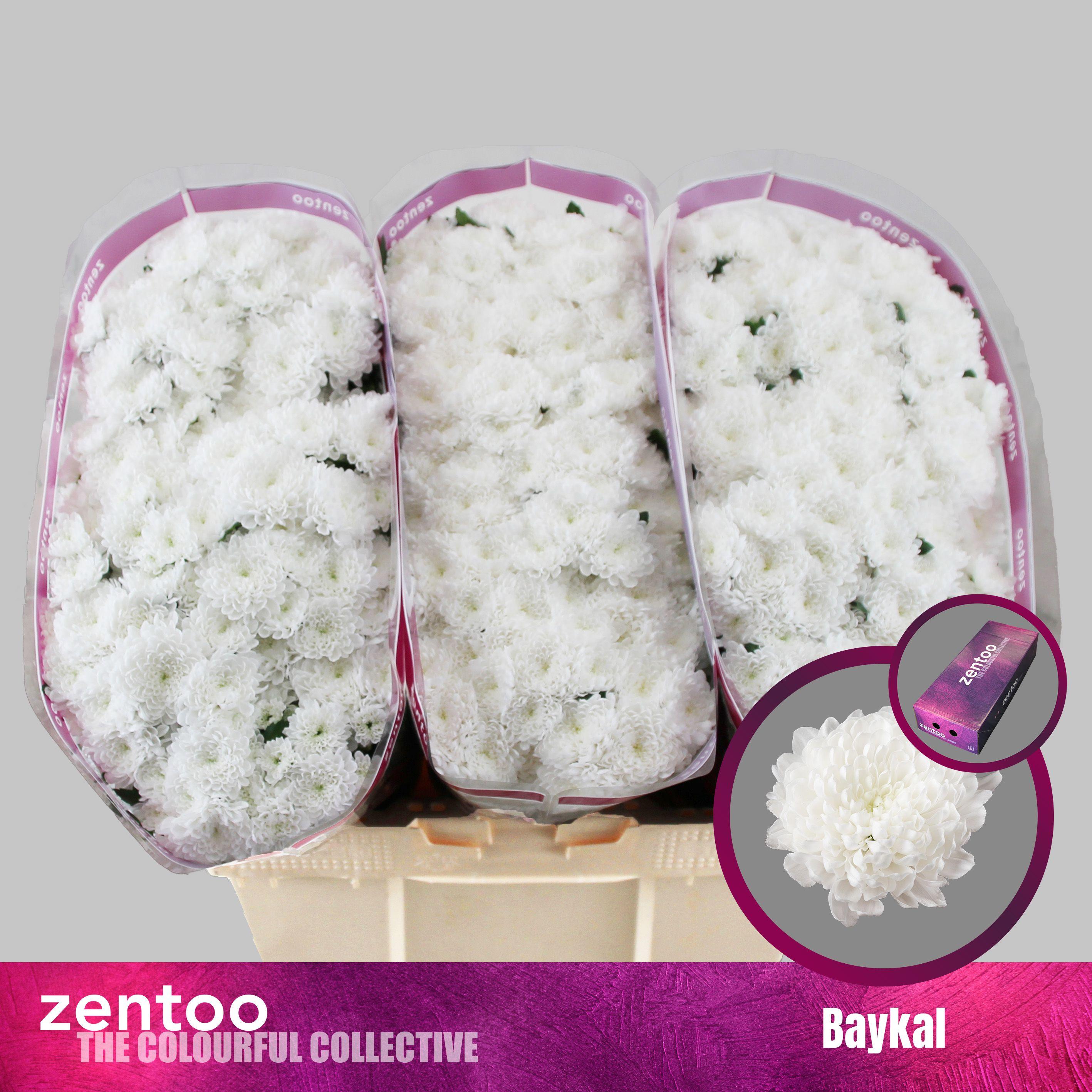 Срезанные цветы оптом Chrys sa baykal от 225шт из Голландии с доставкой по России