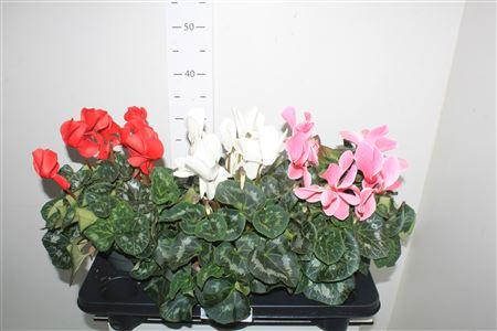 Горшечные цветы и растения оптом Cycl Gr Sup Mammoth от 3шт (для телеги) из Голландии с доставкой по России