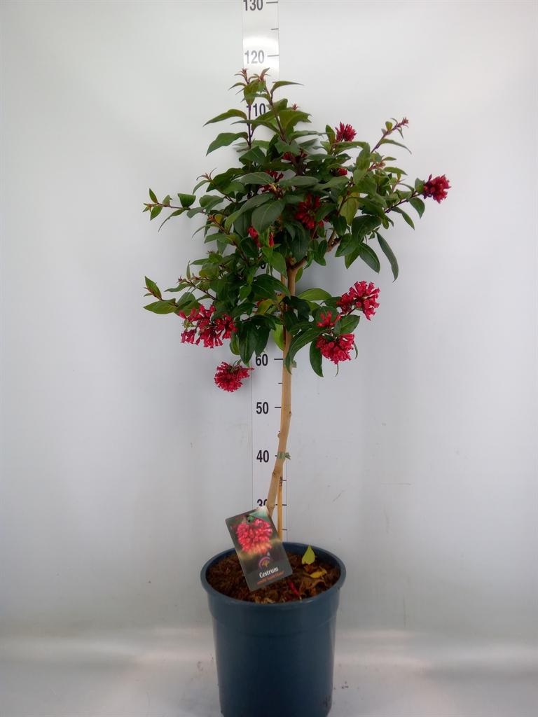 Горшечные цветы и растения оптом Cestrum   ...stam от 1шт из Голландии с доставкой по России